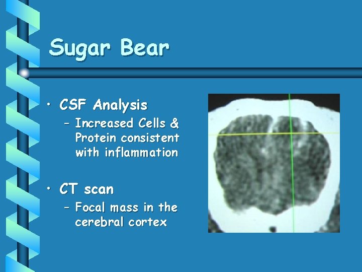 Sugar Bear • CSF Analysis – Increased Cells & Protein consistent with inflammation • Sugar Bear • CSF Analysis – Increased Cells & Protein consistent with inflammation •