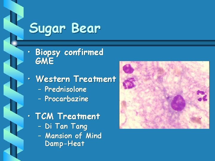 Sugar Bear • Biopsy confirmed GME • Western Treatment – Prednisolone – Procarbazine •