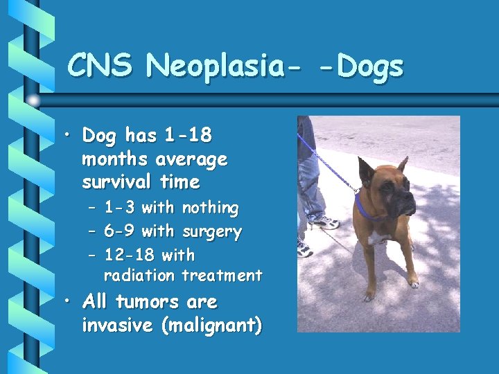 CNS Neoplasia- -Dogs • Dog has 1 -18 months average survival time – –