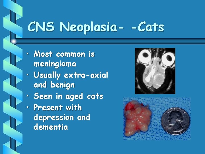 CNS Neoplasia- -Cats • Most common is meningioma • Usually extra-axial and benign • CNS Neoplasia- -Cats • Most common is meningioma • Usually extra-axial and benign •