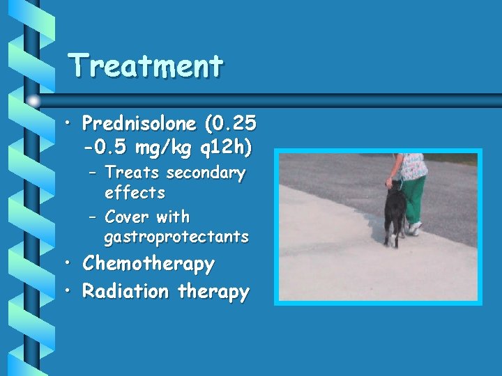 Treatment • Prednisolone (0. 25 -0. 5 mg/kg q 12 h) • • –