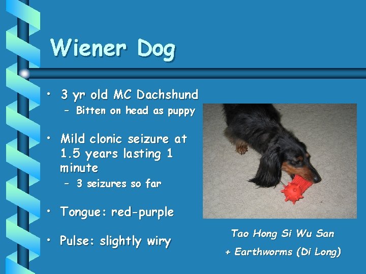 Wiener Dog • 3 yr old MC Dachshund – Bitten on head as puppy