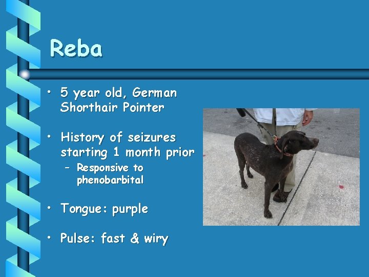 Reba • 5 year old, German Shorthair Pointer • History of seizures starting 1