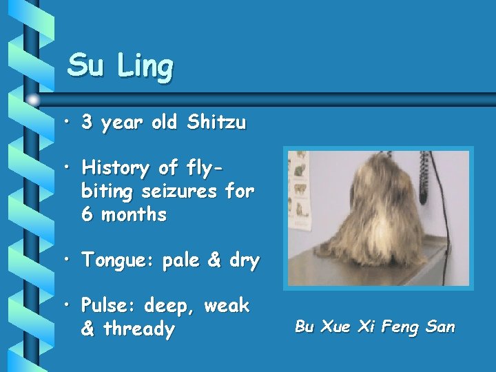 Su Ling • 3 year old Shitzu • History of flybiting seizures for 6