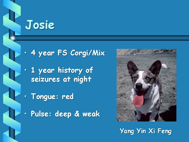 Josie • 4 year FS Corgi/Mix • 1 year history of seizures at night