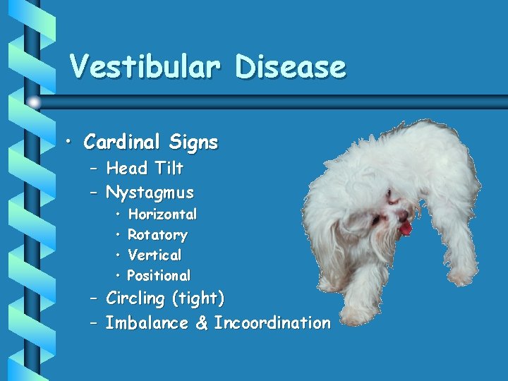 Vestibular Disease • Cardinal Signs – Head Tilt – Nystagmus • • Horizontal Rotatory