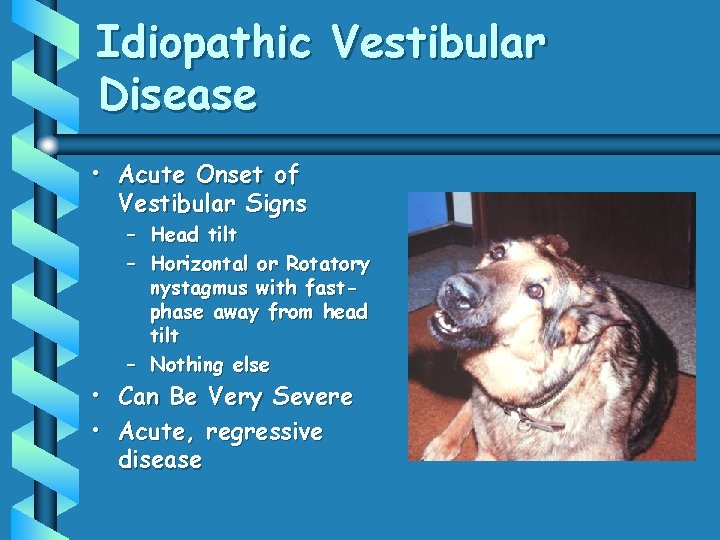 Idiopathic Vestibular Disease • Acute Onset of Vestibular Signs – Head tilt – Horizontal Idiopathic Vestibular Disease • Acute Onset of Vestibular Signs – Head tilt – Horizontal