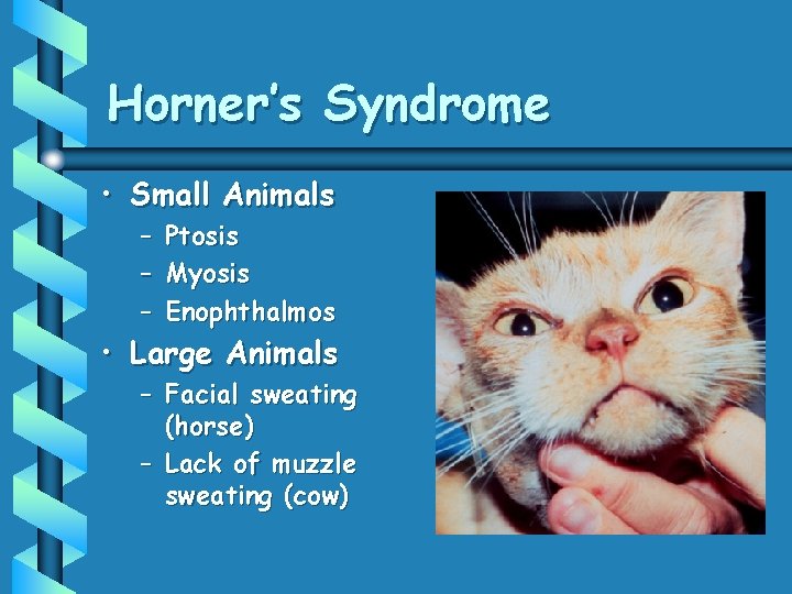 Horner’s Syndrome • Small Animals – – – Ptosis Myosis Enophthalmos • Large Animals Horner’s Syndrome • Small Animals – – – Ptosis Myosis Enophthalmos • Large Animals