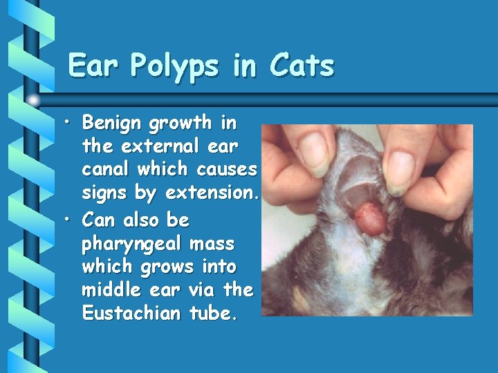 Ear Polyps in Cats • Benign growth in the external ear canal which causes