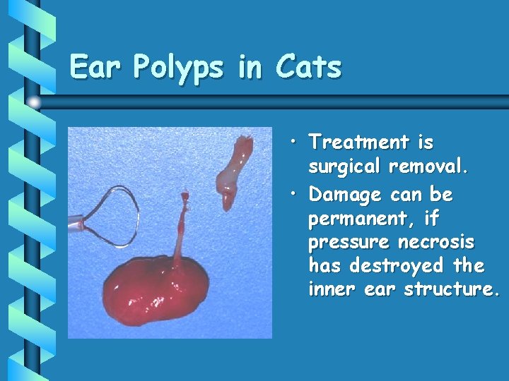 Ear Polyps in Cats • Treatment is surgical removal. • Damage can be permanent,