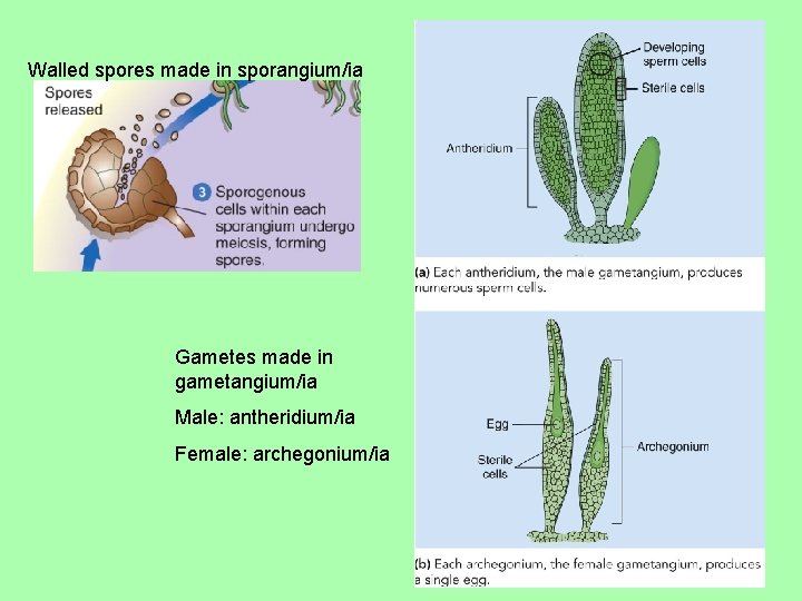 Walled spores made in sporangium/ia Gametes made in gametangium/ia Male: antheridium/ia Female: archegonium/ia 