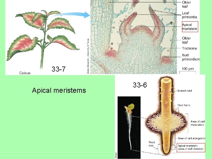 33 -7 Apical meristems 33 -6 