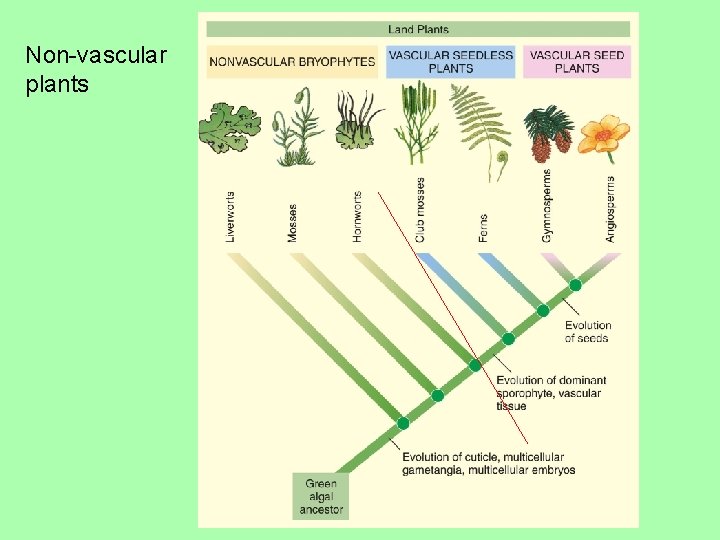 Non-vascular plants 