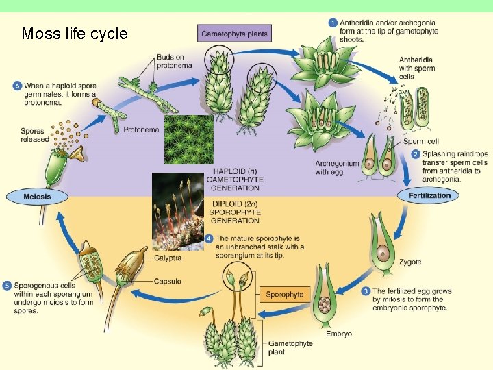 Moss life cycle 