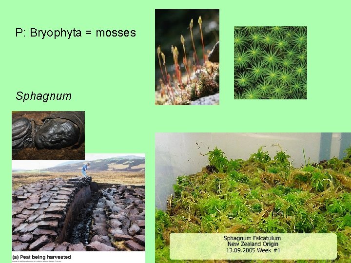 P: Bryophyta = mosses Sphagnum 