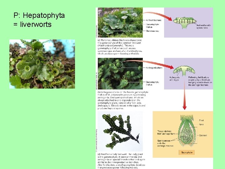 P: Hepatophyta = liverworts 