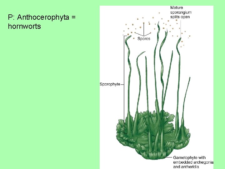 P: Anthocerophyta = hornworts 