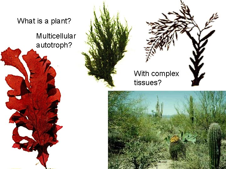 What is a plant? Multicellular autotroph? With complex tissues? 