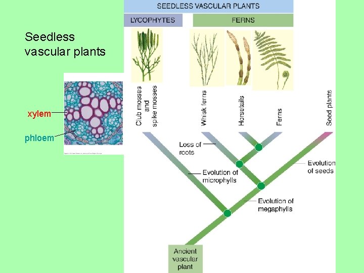 Seedless vascular plants xylem phloem 