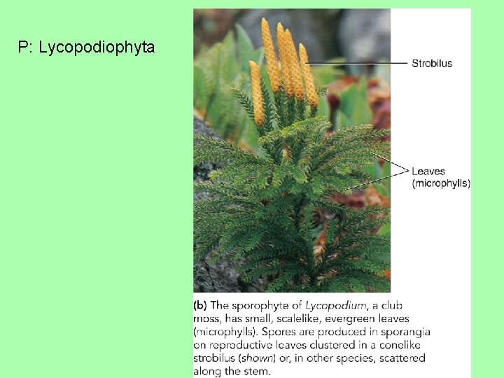 P: Lycopodiophyta 