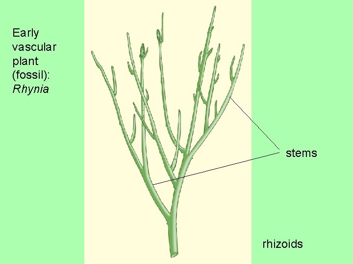 Early vascular plant (fossil): Rhynia stems rhizoids 