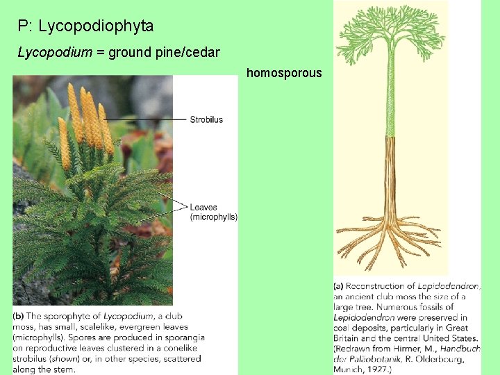 P: Lycopodiophyta Lycopodium = ground pine/cedar homosporous 