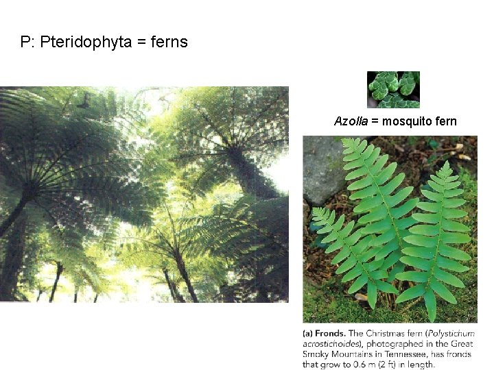 P: Pteridophyta = ferns Azolla = mosquito fern 