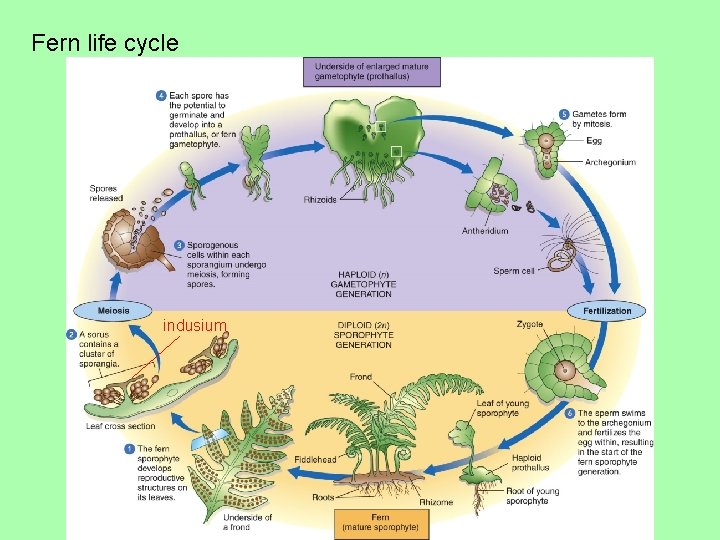 Fern life cycle indusium 