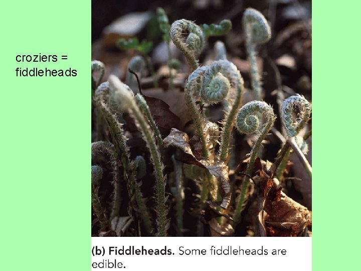 croziers = fiddleheads 