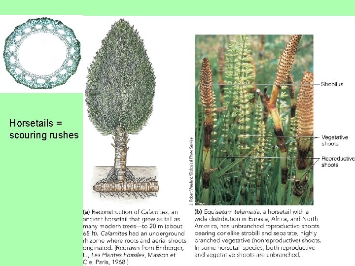 Horsetails = scouring rushes 