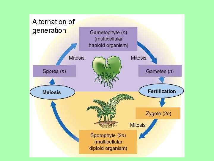 Alternation of generation 