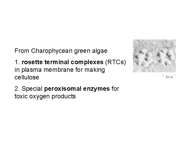 From Charophycean green algae 1. rosette terminal complexes (RTCs) in plasma membrane for making
