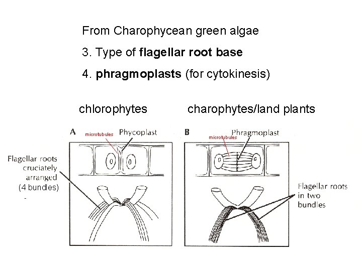 From Charophycean green algae 3. Type of flagellar root base 4. phragmoplasts (for cytokinesis)
