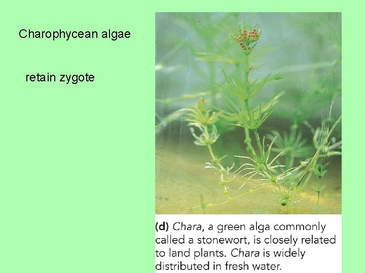 Charophycean algae retain zygote 