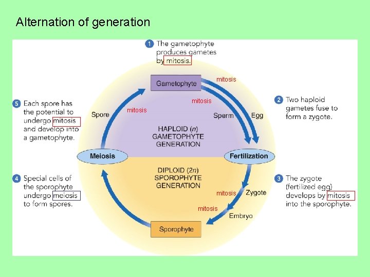 Alternation of generation mitosis mitosis 