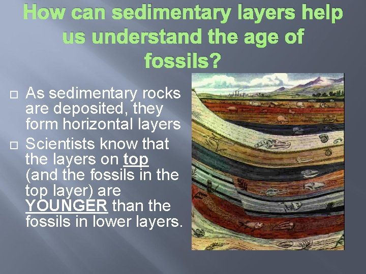 How can sedimentary layers help us understand the age of fossils? As sedimentary rocks