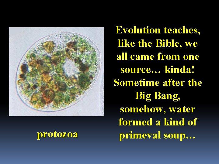 protozoa Evolution teaches, like the Bible, we all came from one source… kinda! Sometime