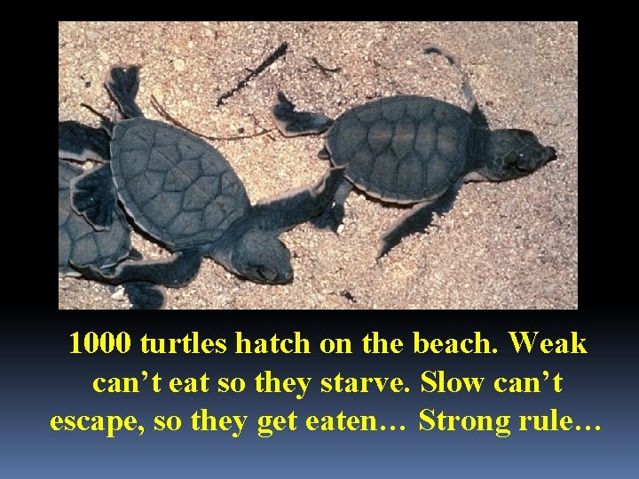 1000 turtles hatch on the beach. Weak can’t eat so they starve. Slow can’t
