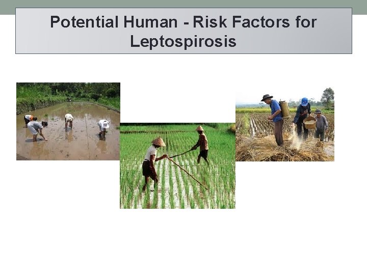 Potential Human - Risk Factors for Leptospirosis 