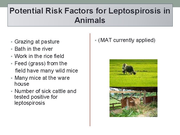 Potential Risk Factors for Leptospirosis in Animals • Grazing at pasture • Bath in