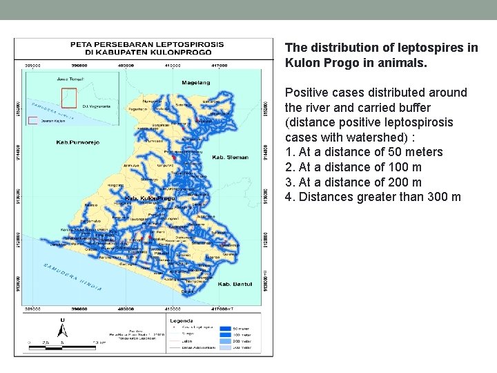 The distribution of leptospires in Kulon Progo in animals. Positive cases distributed around the