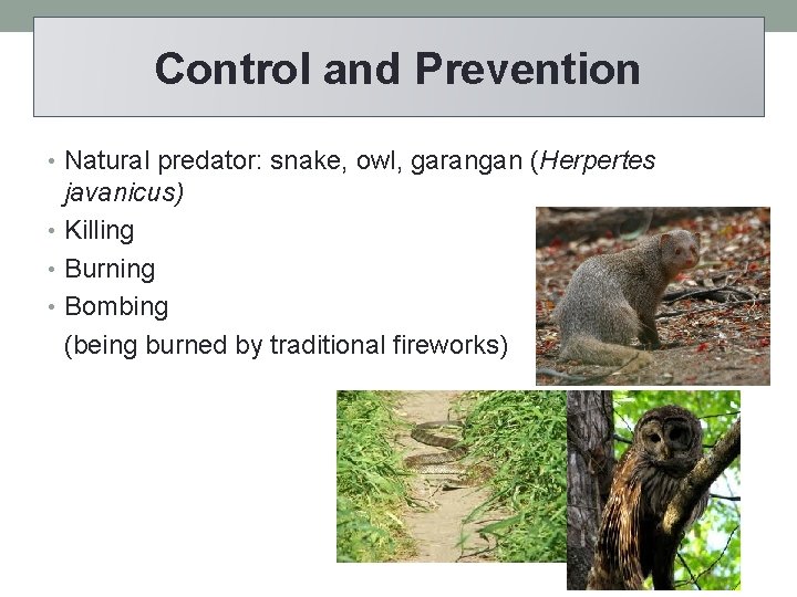 Control and Prevention • Natural predator: snake, owl, garangan (Herpertes javanicus) • Killing •