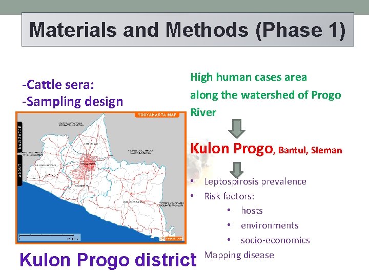 Materials and Methods (Phase 1) -Cattle sera: -Sampling design High human cases area along