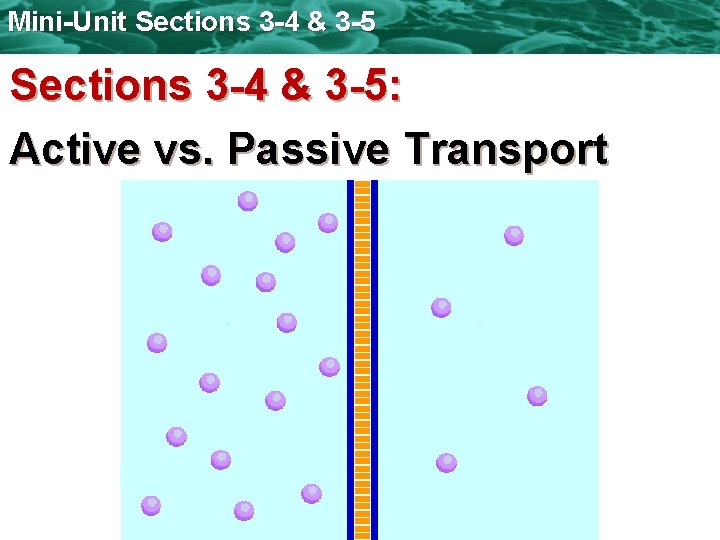 Mini-Unit Sections 3 -4 & 3 -5: Active vs. Passive Transport 