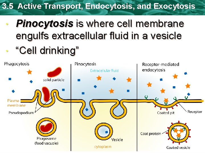 3. 5 Active Transport, Endocytosis, and Exocytosis Pinocytosis is where cell membrane engulfs extracellular