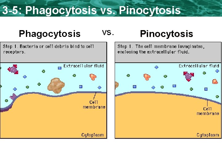 3 -5: Phagocytosis vs. Pinocytosis Phagocytosis vs. Pinocytosis 