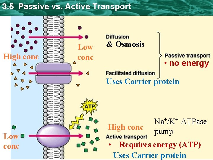 3. 5 Passive vs. Active Transport High conc Low conc & Osmosis • no