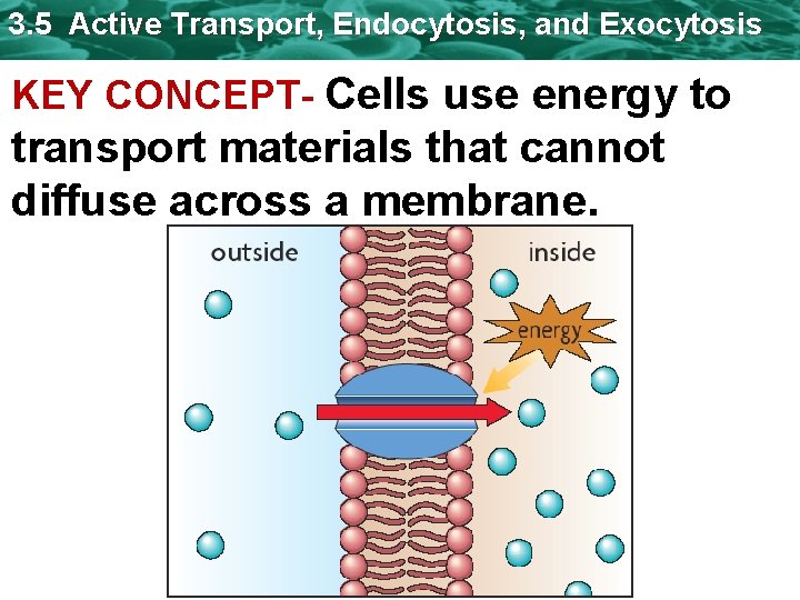 3. 5 Active Transport, Endocytosis, and Exocytosis KEY CONCEPT- Cells use energy to transport
