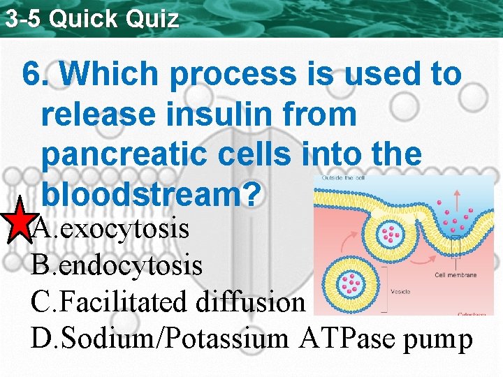 3 -5 Quick Quiz 6. Which process is used to release insulin from pancreatic