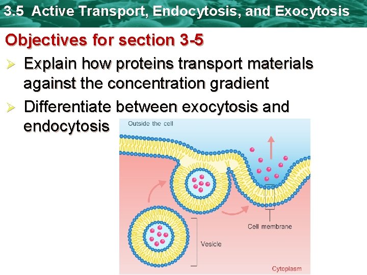 3. 5 Active Transport, Endocytosis, and Exocytosis Objectives for section 3 -5 Ø Explain